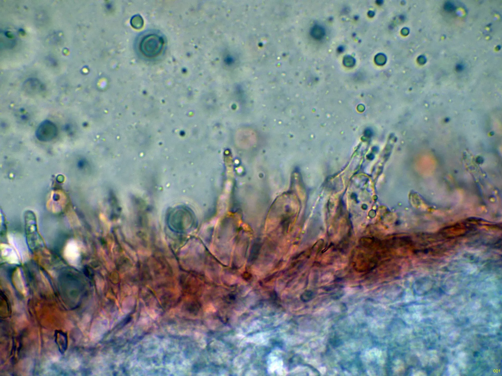 Microscopía de Mycena polygramma - 10 - Queilocistidios-001
